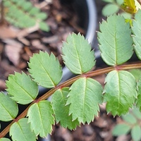 Sorbus cf. koehiana SDR9758